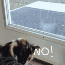 Bowie No Angry Cat GIF - Bowie No Bowie Angry Cat GIFs