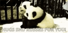 Pandas Hugs And Kisses For You GIF