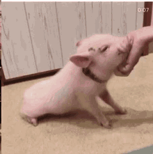 Piggster Meeboo GIF - Piggster Meeboo Pig GIFs