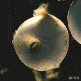 Hatching Our Living World GIF - Hatching Our Living World Break From The Egg GIFs