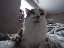 a cat laying on a blanket with a window in the background