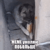 Plz Meme GIF - Plz Meme Please Meme GIFs