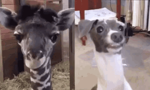 Phteven Giraffe GIF - Phteven Giraffe Funny Animals - Discover & Share GIFs