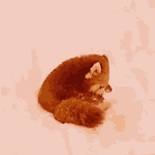 a close up of a piece of brown food on a white surface