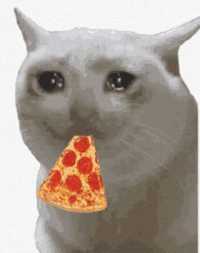 Sad Cat Pizza GIF