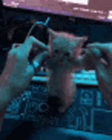 a person is holding a kitten in their hands in front of a laptop .