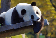 Oso Panda GIF - Oso Panda GIFs