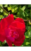 a close up of a red rose with green leaves behind it