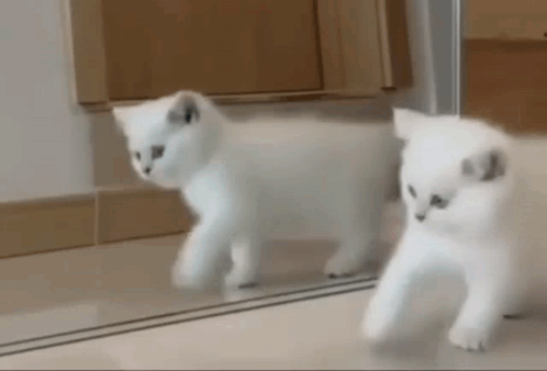 White Cat Gif - IceGif