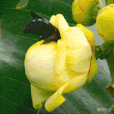 Collecting Nectar Orchid Bee GIF - Collecting Nectar Orchid Bee Our Living World GIFs