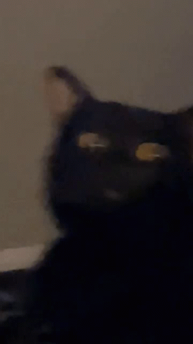 Cats Black GIF - Cats Black Funny - Discover & Share GIFs