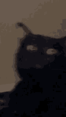 Cats Black GIF - Cats Black Funny GIFs