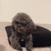 a small dog is laying on top of a black pillow on the floor .