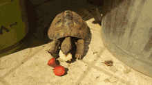 Turtle Tartaruga GIF - Turtle Tartaruga Turtle Eat GIFs