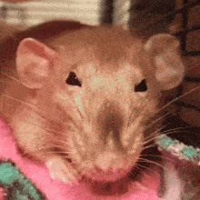 a brown rat is laying on a pink blanket and looking at the camera