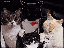 four cats are posing for a picture with dailyunl.cat in the upper left corner