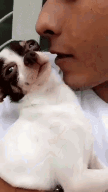 Cute Dog Kisses GIF - Cute Dog Kisses Attention GIFs