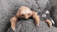 sloth animal