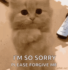 a cat is saying i 'm so sorry please forgive me while looking at the camera .