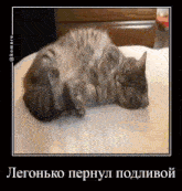 a cat is laying on its back on a white surface with a caption in russian