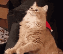 Funny Animals Angry GIF - Funny Animals Angry Cat GIFs