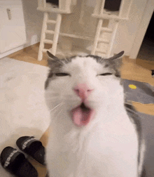 солевой кот GIF - солевой кот GIFs