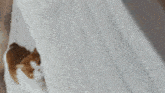 a brown and white cat is laying on a bed