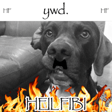 a black and white photo of a dog with a mustache and the words " hellfibi "