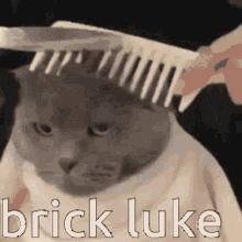 Brick Luke Cat GIF - Brick Luke Cat Barber GIFs