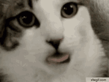Cat Tongue GIF - Cat Tongue GIFs
