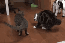 Funny Animals Cats GIF - Funny Animals Cats Tail GIFs