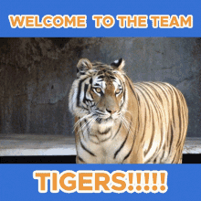 Qr Tiger Welcome GIF - Qr Tiger Welcome Team GIFs