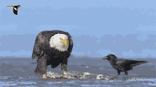 Vulture Crow GIF - Vulture Crow Lunch GIFs