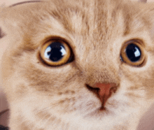 a close up of a cat 's face with a surprised look on its face