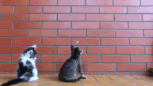 Petardo GIF - Cat Play Jump GIFs