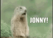 Funny Animals Gopher GIF - Funny Animals Gopher Shouting GIFs