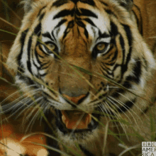 Tiger001 GIF - Tiger001 GIFs