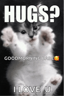 a picture of a cat with the words hugs goodmorning babe i love u