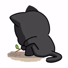 black cat green eyes alone playing