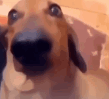 Cheddar Dog GIF