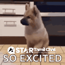 a star tamil chat advertisement with a dog