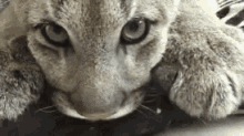 Cute Kitty GIF - Cute Cougar Cat GIFs