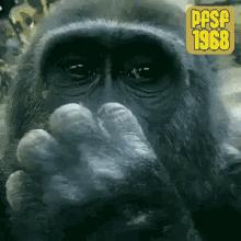 monkey pfsf1968
