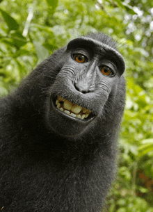 Meme monkey funny | Sticker