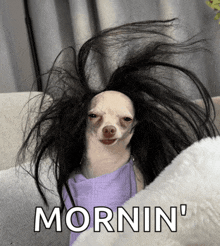 a picture of a dog with a wig and the word mornin '