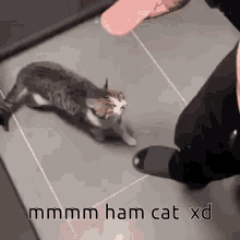 Ham Ham Cat GIF - Ham Ham Cat Cat GIFs