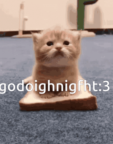 goodnight kitten