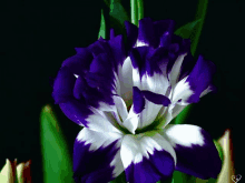 Blue Flower GIF - Blue Flower GIFs