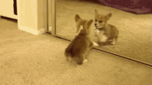11. Umm, Is This Mirror Warped? I Don’t Really Look Like That. GIF - Dog Corgi Reflection GIFs