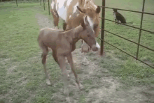 Poor Little Guy. GIF - Babyhorsecantstand Cute Horse GIFs